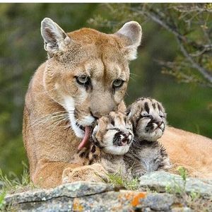 Meet your Posher, Inna